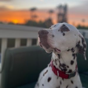 Meet your Posher, Sydney